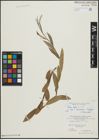 Foto von Salix alba L.